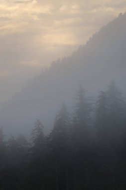 Sisli orman, Skeena-Kraliçe Charlotte bölge bölge, Haida Gwaii, Graham Adası, British Columbia, Kanada