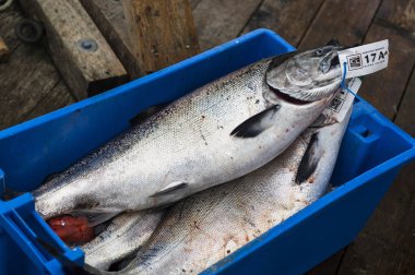 Chinook Salmon in containers, Westcoast Resort, Skeena-Queen Charlotte Regional District, Haida Gwaii, Graham Island, British Columbia, Canada clipart