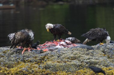 Kel Kartallar balık karkas beslenme Skeena-Kraliçe Charlotte bölge bölge, Haida Gwaii, Graham Adası, British Columbia, Kanada