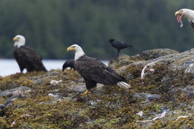 Kel Kartallar üzerinde bir ada, Skeena-Kraliçe Charlotte bölge bölge, Haida Gwaii, Graham Adası, British Columbia, Kanada