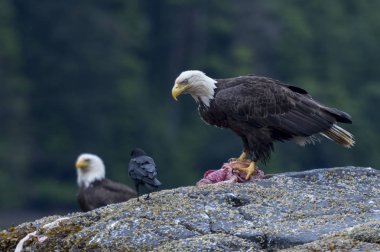 Kel Kartallar bir kayaya Skeena-Kraliçe Charlotte bölge bölge, Haida Gwaii, Graham Adası, British Columbia, Kanada