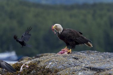 Kel kartal av üzerinde beslenme Skeena-Kraliçe Charlotte bölge bölge, Haida Gwaii, Graham Adası, British Columbia, Kanada
