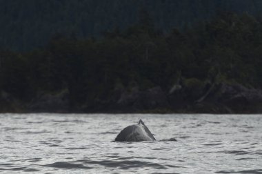 Yüzey Pasifik Okyanusu, Skeena-Kraliçe Charlotte bölge bölge, Haida Gwaii, Graham Adası, British Columbia, Kanada balina