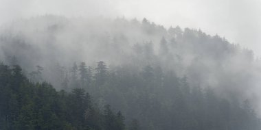 Sisli orman, Skeena-Kraliçe Charlotte bölge bölge, Haida Gwaii, Graham Adası, British Columbia, Kanada