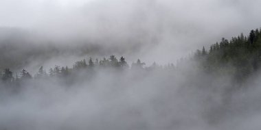 Sis içinde ağaçlar, Skeena-Kraliçe Charlotte bölge bölge, Haida Gwaii, Graham Adası, British Columbia, Kanada