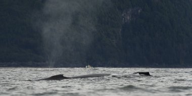 Yüzey Pasifik Okyanusu, Skeena-Kraliçe Charlotte bölge bölge, Haida Gwaii, Graham Adası, British Columbia, Kanada balina