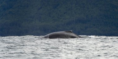 Yüzey Pasifik Okyanusu, Skeena-Kraliçe Charlotte bölge bölge, Haida Gwaii, Graham Adası, British Columbia, Kanada balina