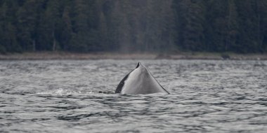 Pasifik Okyanusu, Skeena-Kraliçe Charlotte bölge bölge, Haida Gwaii, Graham Adası, British Columbia, Kanada balina