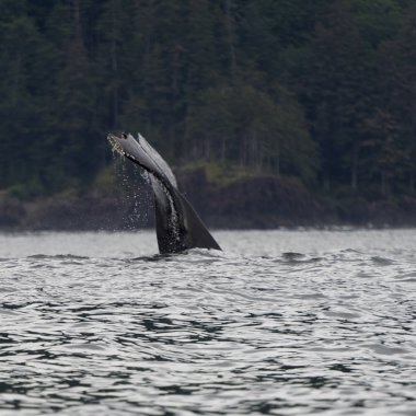 Pasifik Okyanusu, Skeena-Kraliçe Charlotte bölge bölge, Haida Gwaii, Graham Adası, British Columbia, Kanada içinde balina