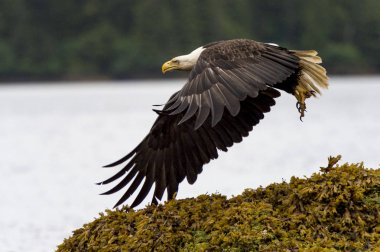 Kartal sahilinde, uçan Skeena-Kraliçe Charlotte bölge bölge, Haida Gwaii, Graham Adası, British Columbia, Kanada