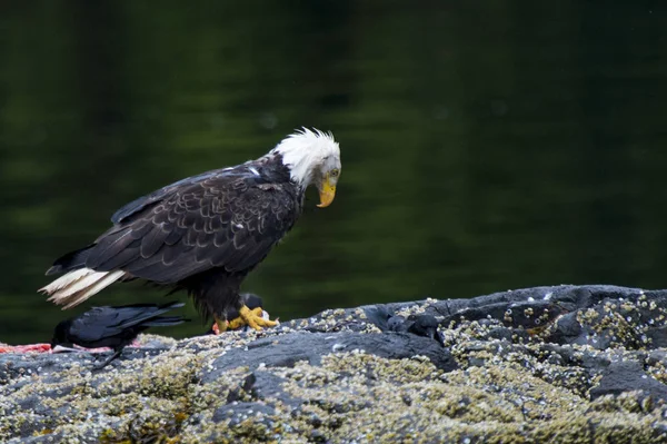 Weißkopfseeadler Auf Einer Insel Skeena Queen Charlotte Regional District Haida — Stockfoto