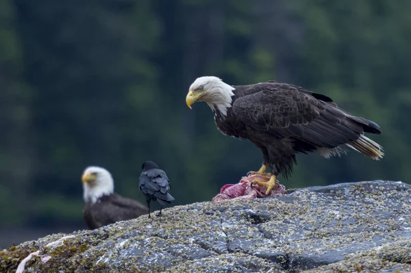 Bald Eagles Skale Skeena Queen Charlotte Regional District Haida Gwaii — Zdjęcie stockowe