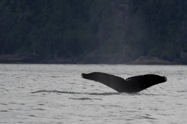 Cauda Baleia Surfando Oceano Pacífico Distrito Regional Skeena Queen Charlotte — Fotografia de Stock