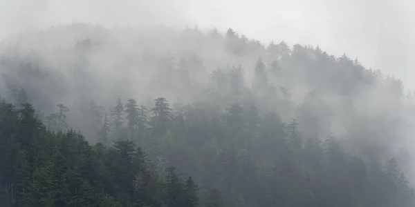 Ομιχλώδες Δάσος Skeena Queen Charlotte Περιφερειακής Περιοχής Haida Gwaii Graham — Φωτογραφία Αρχείου