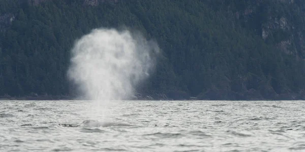 Baleia Emergir Oceano Pacífico Distrito Regional Skeena Queen Charlotte Haida — Fotografia de Stock