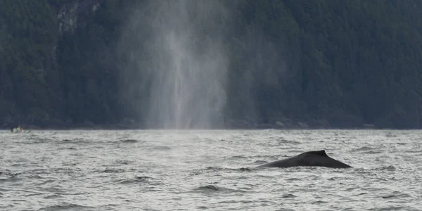 Baleia Emergir Oceano Pacífico Distrito Regional Skeena Queen Charlotte Haida — Fotografia de Stock