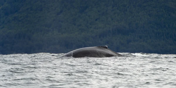 Baleia Emergir Oceano Pacífico Distrito Regional Skeena Queen Charlotte Haida — Fotografia de Stock