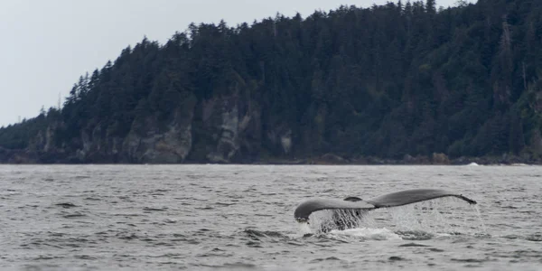 Wieloryb Oceanie Skeena Queen Charlotte Regional District Haida Gwaii Wyspa — Zdjęcie stockowe
