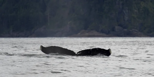 Baleia Oceano Pacífico Distrito Regional Skeena Queen Charlotte Haida Gwaii — Fotografia de Stock