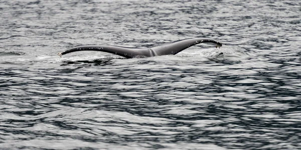 Baleia Oceano Pacífico Distrito Regional Skeena Queen Charlotte Haida Gwaii — Fotografia de Stock