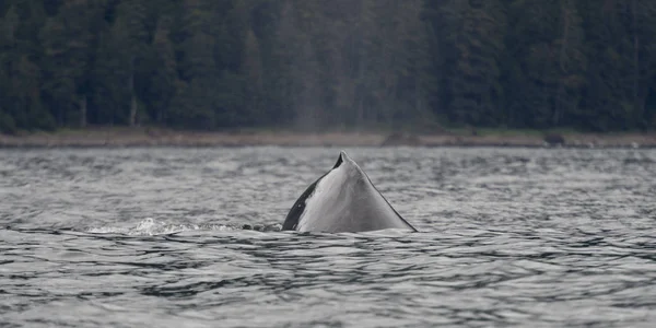 Baleia Oceano Pacífico Distrito Regional Skeena Queen Charlotte Haida Gwaii — Fotografia de Stock