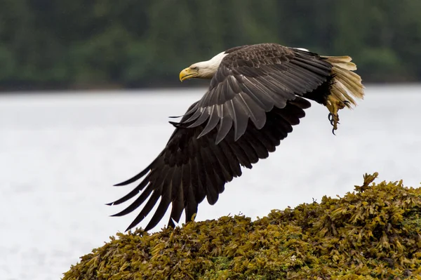 Haida gwaii Stock Photos, Royalty Free Haida gwaii Images | Depositphotos Haida gwaii Stock Photos, Royalty Free Haida gwaii Images | Depositphotos