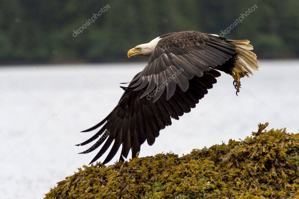 Eagle flying at coast, Skeena-Queen Charlotte Regional District, Haida Gwaii, Graham Island, British Columbia, Canada