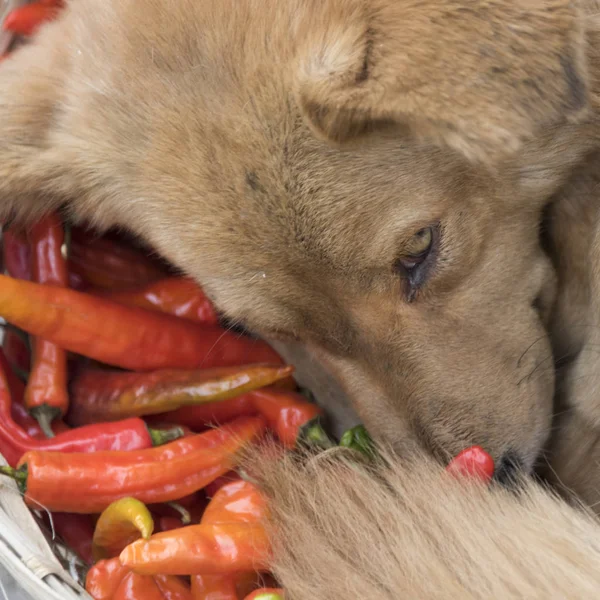 Dog Lying Chili Peppers Thimphu Bhutan — Stock Photo, Image