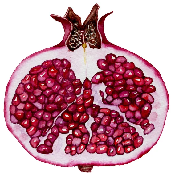 Garnet Watercolor Illustration Seeds — Stock Photo, Image