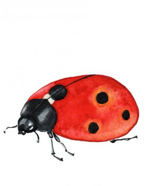 Kırmızı uğur böceği suluboya resim