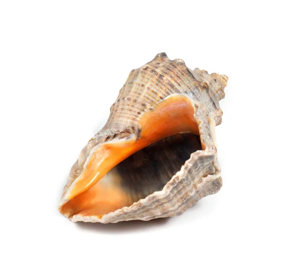 白地に大きな貝殻 — ストック写真