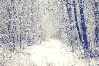 Kış orman karla kaplı yolu ile