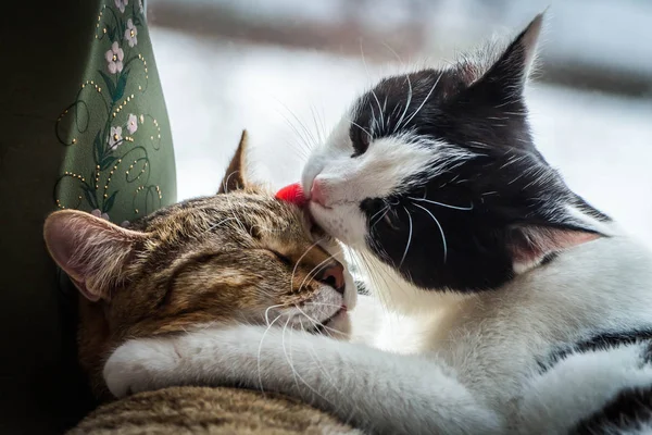 Yetişkin Genç Kedi Siyah Beyaz Tekir Arkadaşız Sevgi Sarılmak Pencere — Stok fotoğraf