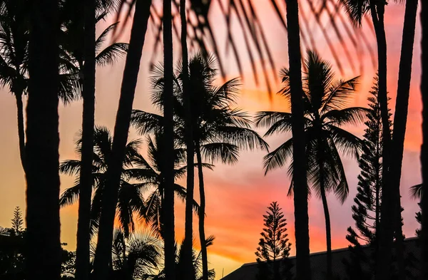 Die Dunklen Silhouetten Von Palmen Vor Dem Hintergrund Eines Leuchtend — Stockfoto