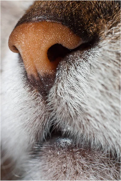 A brown velvet wet cat\'s nose was taken in macro mode