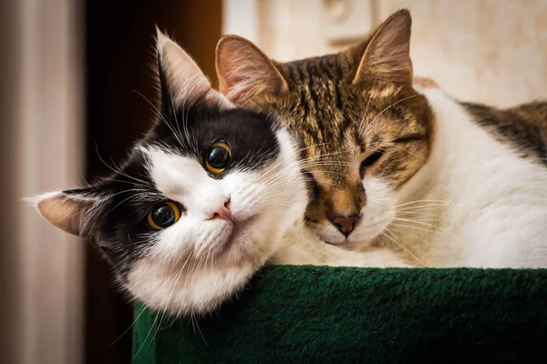 Dos Gatos Jóvenes Adultos Blanco Negro Tabby Yacen Juntos Cama — Foto de Stock