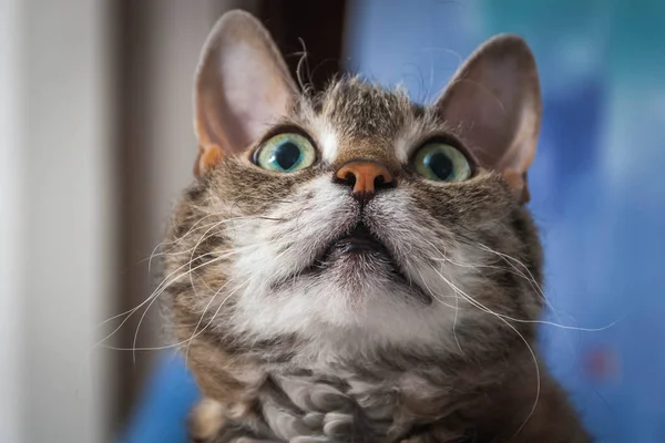 Vacker Vuxen Unga Exotiska Katt Med Gröna Ögon Och Brun — Stockfoto