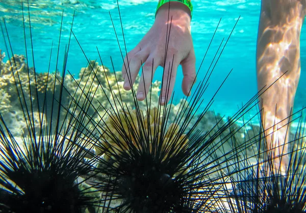  Mısır'daki Red Sea'deki/daki deniz kestanesi ve bir insan eli ve ayağı grup ile sualtı fotoğraf çekildi 