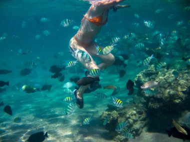 Turuncu mayo ve mavi mercan ayakkabılar ve güzel renkli balık Başçavuş, surgeonfish, bir grup ile Yüzme maskesi şnorkel içinde genç bir kadın sualtı fotoğraf papağan Mısır'daki Red Sea'deki/daki çekildi 