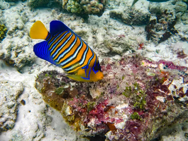 The underwater photo with one beautiful colorful angel fish and corals was taken in the Red sea in Egypt