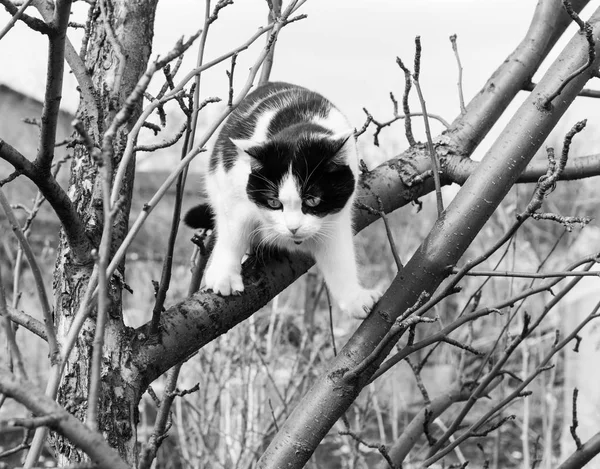 A black and white photo of a black and white cat with big eyes scrambles on a tree — Stock Photo, Image