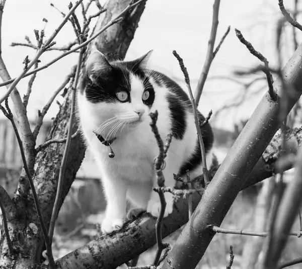 Uma foto em preto e branco de um gato preto e branco com grandes olhos embaralha em uma árvore — Fotografia de Stock