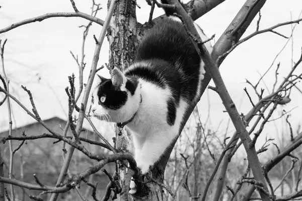 Une photo en noir et blanc d'un chat noir et blanc avec de grands yeux brouille sur un arbre — Photo