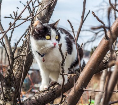 Büyük sarı gözler karıştıran bir ağaç üzerinde ile siyah-beyaz kedi