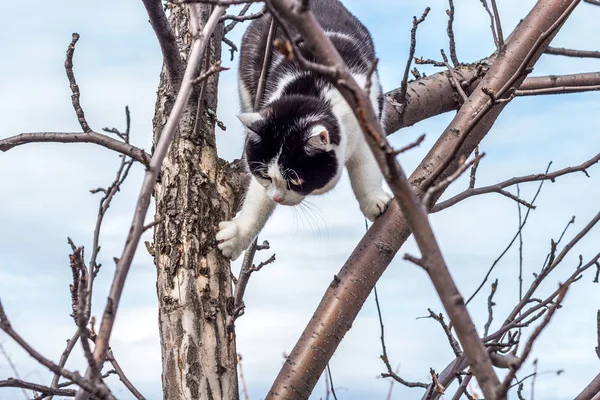 Un gatto bianco-nero con grandi occhi gialli si arrampica su un albero — Foto Stock