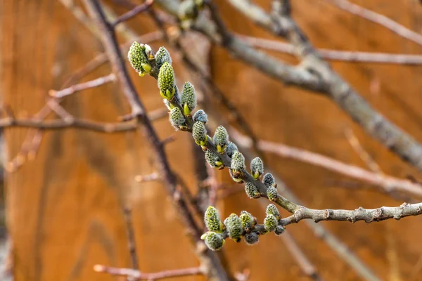 Two branches with furry catkins of pussy willow — Stock Photo, Image