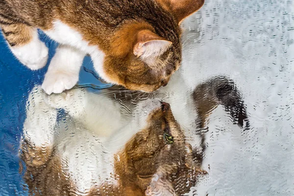 Un bel giovane gatto adulto con gli occhi verdi e il naso bagnato di velluto marrone siede su uno specchio bagnato — Foto Stock