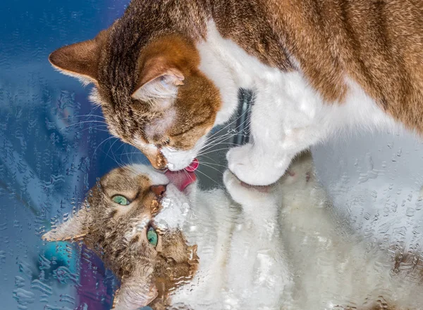 Un bel giovane gatto adulto con gli occhi verdi e il naso bagnato di velluto marrone siede su uno specchio bagnato — Foto Stock