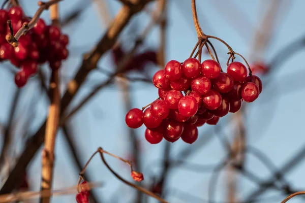 Bando de bagas viburnum maduras vermelhas brilhantes está em um parque no outono — Fotografia de Stock