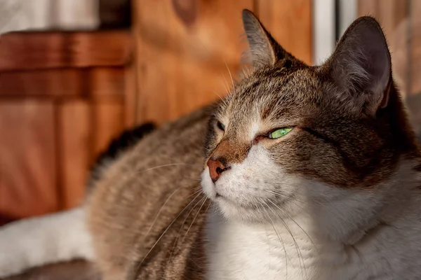 Krásná dospělá mladá tabby kočka se zelenýma očima a hnědým sametem mokrý nos leží na slunci — Stock fotografie